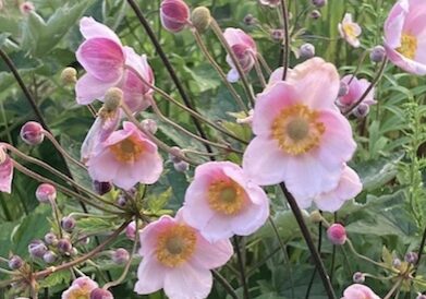 27FCDDB7-7E36-4F18-9D46-2B4282148B1B