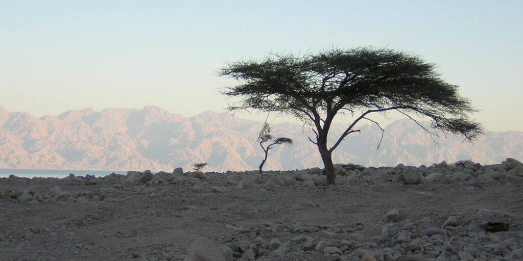 Sinai 2008 345